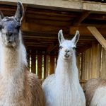 Metsakuurorti loomapark ja linnumajad / Metsakuurort Animal Park and Aviary